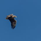 Seeadler