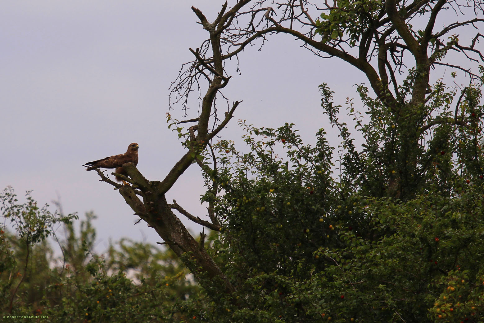 Seeadler