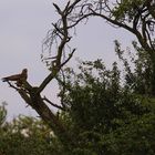 Seeadler