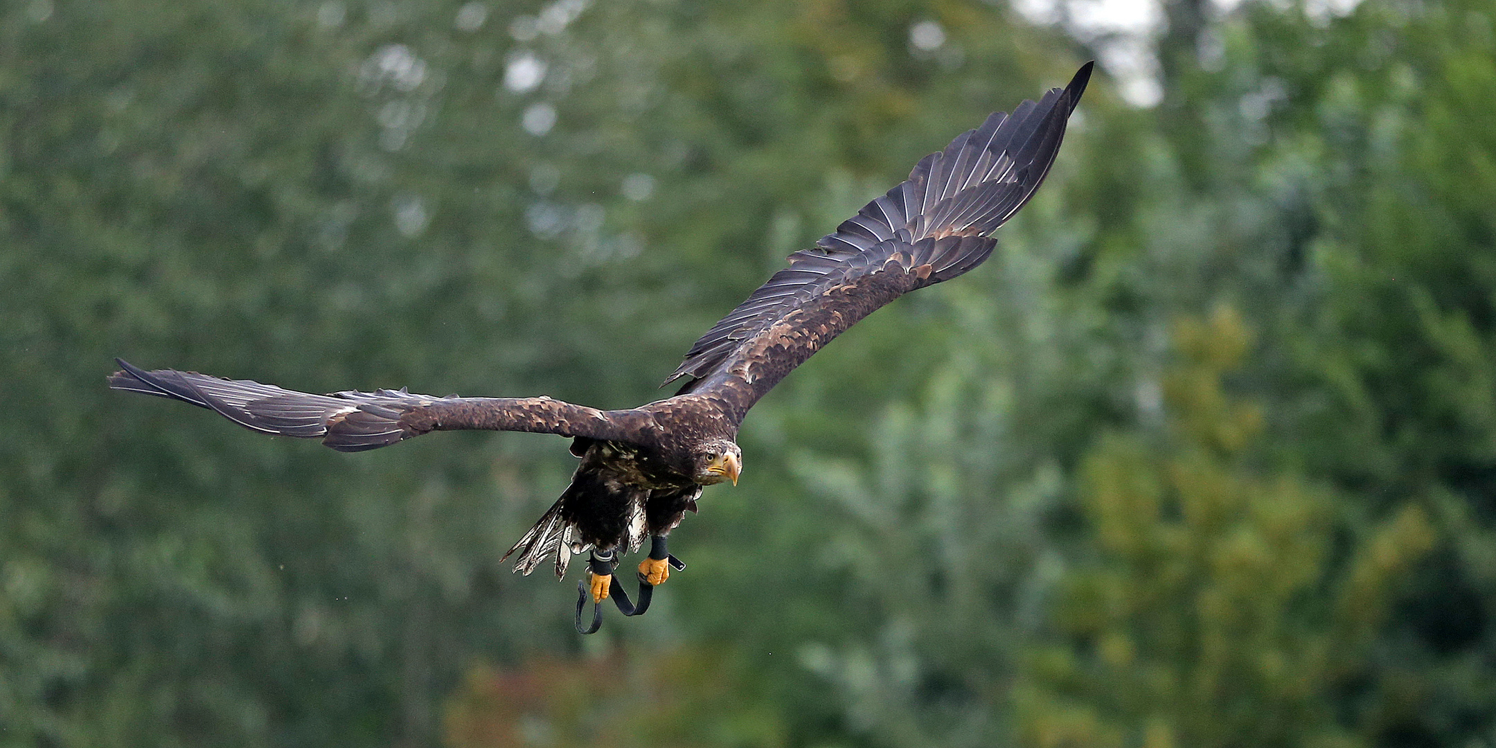 Seeadler