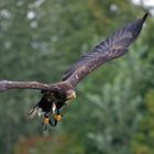 Seeadler