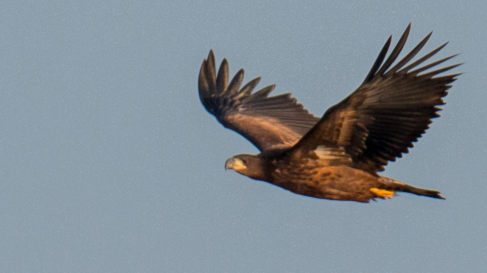 Seeadler