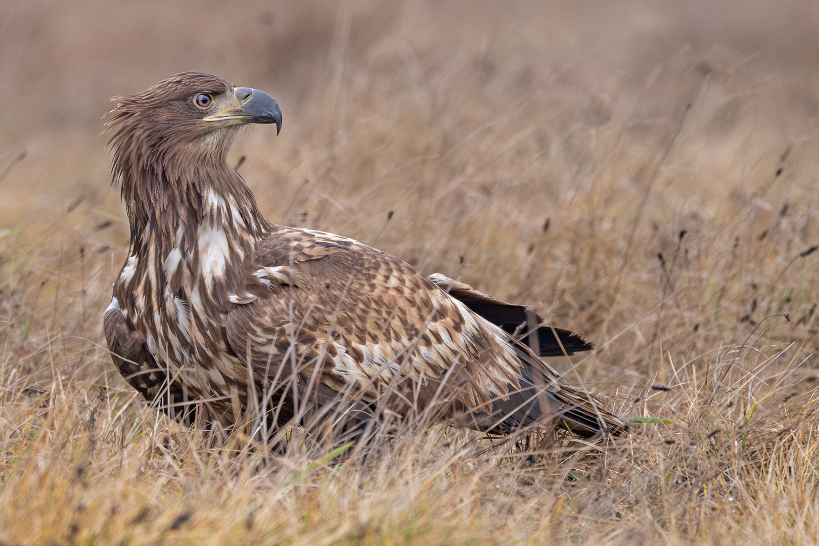 Seeadler