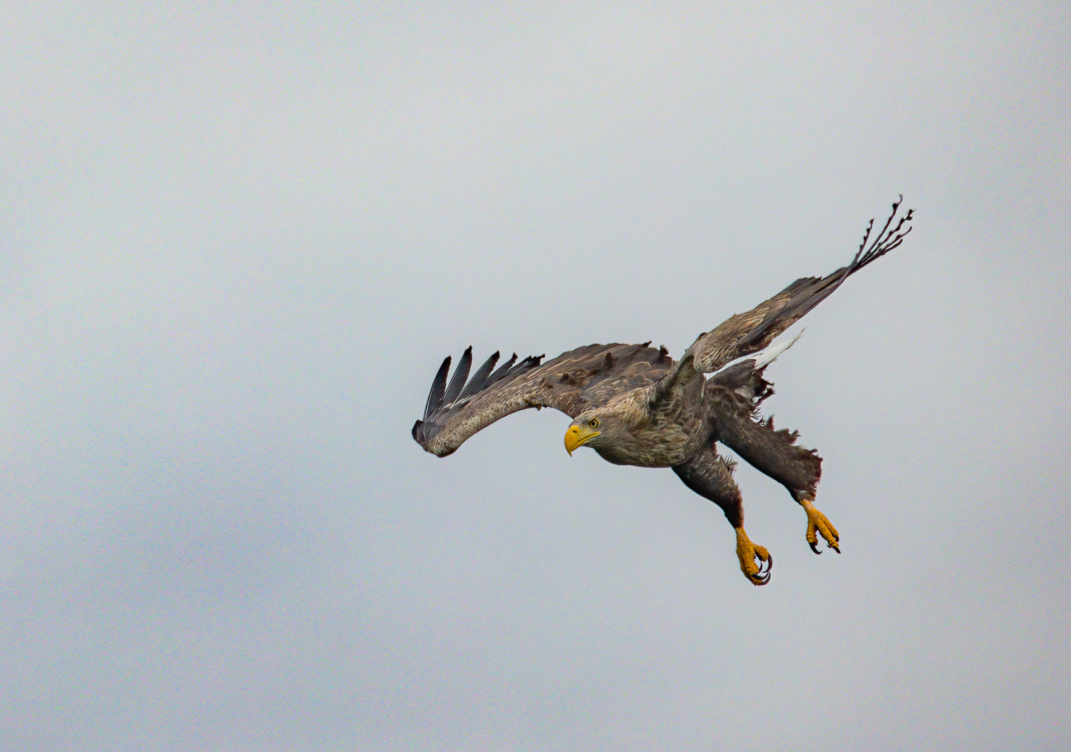 Seeadler