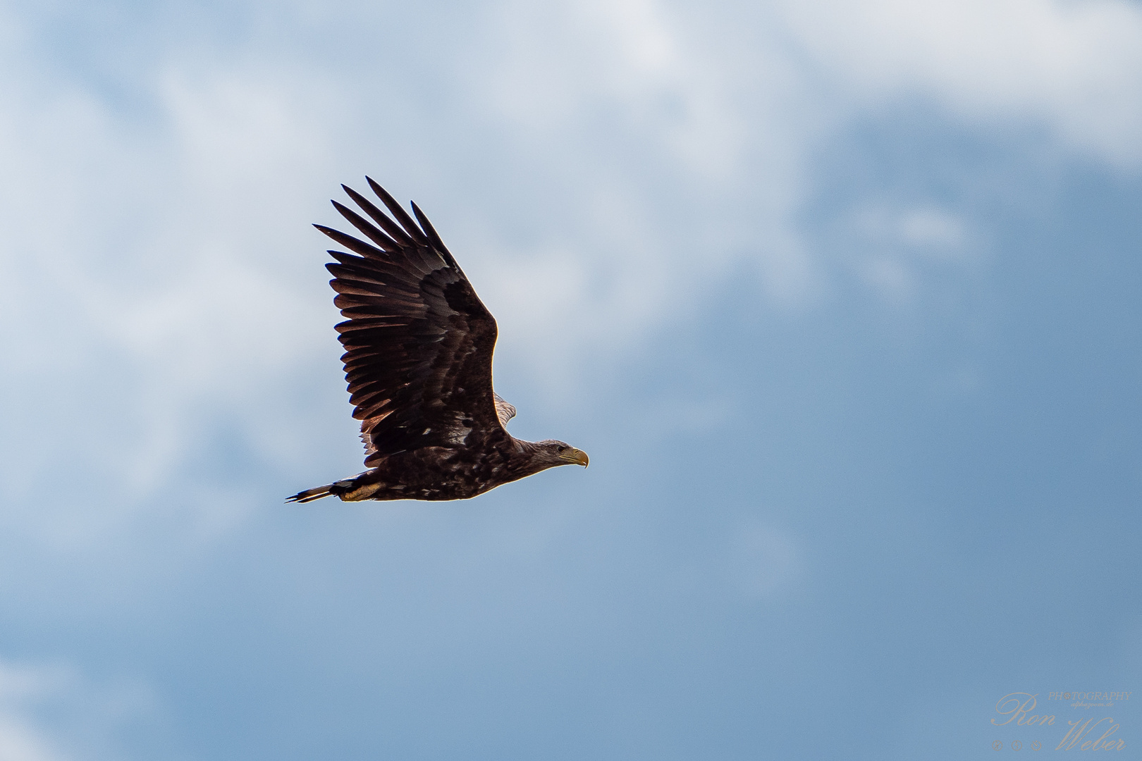 Seeadler