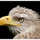 Seeadler