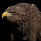 SEEADLER