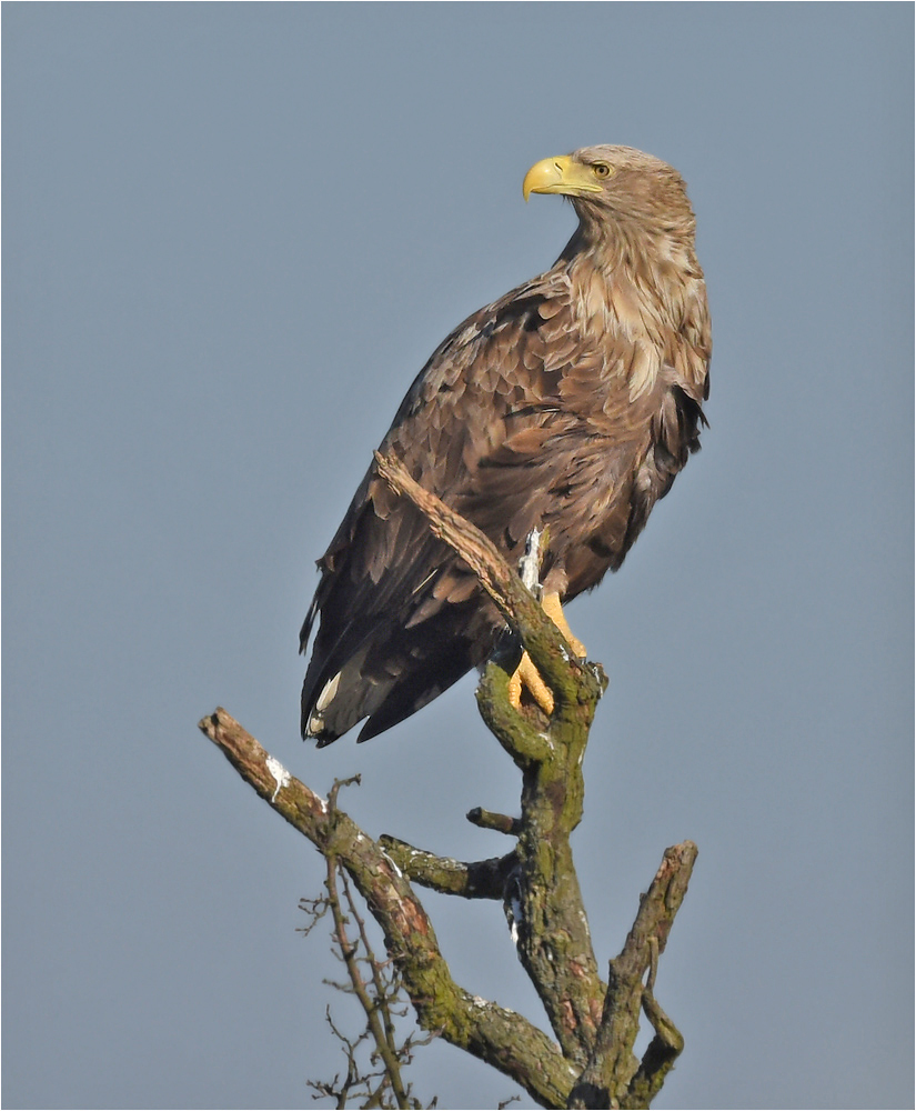 Seeadler