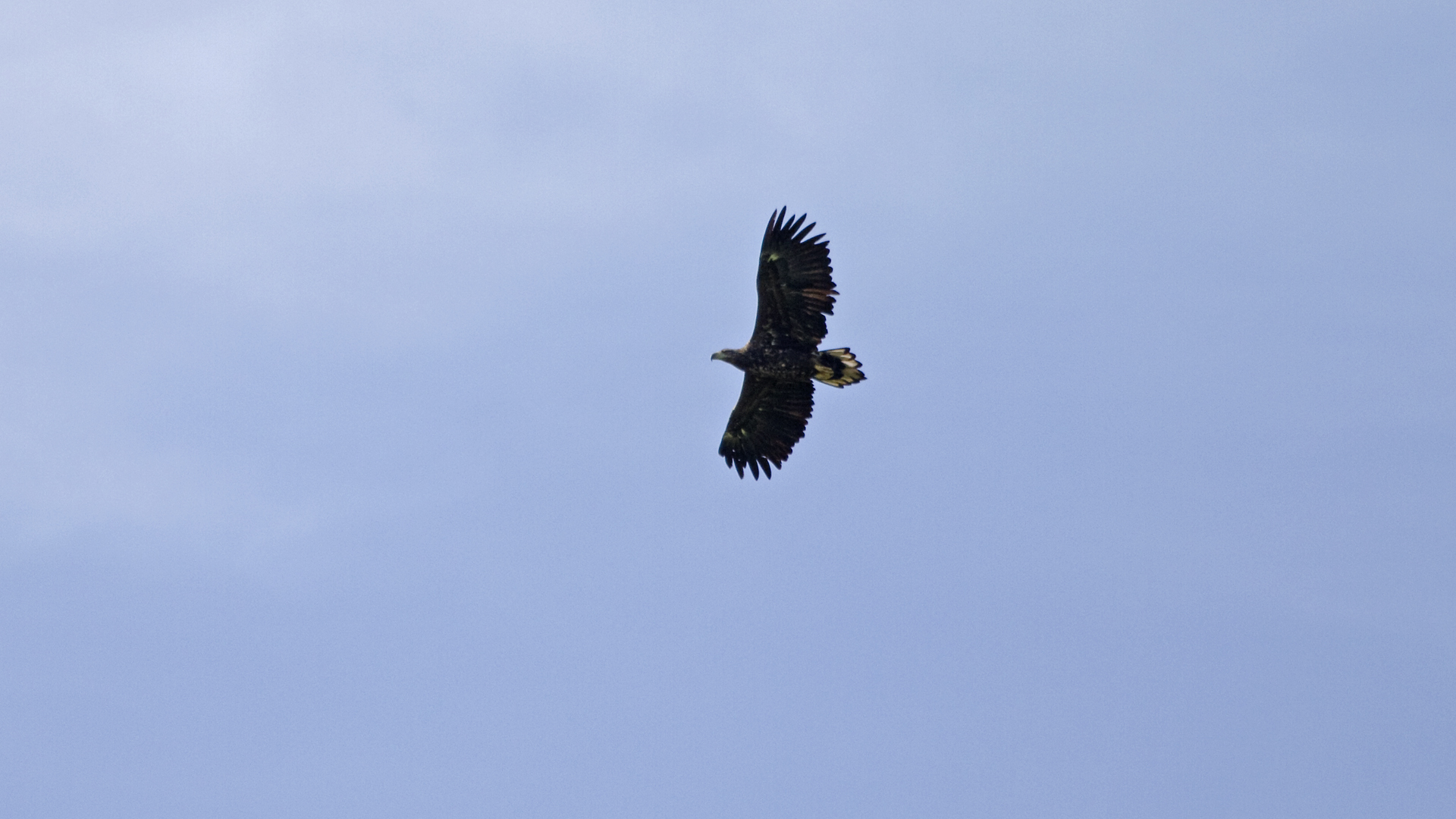 Seeadler