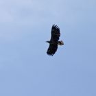 Seeadler