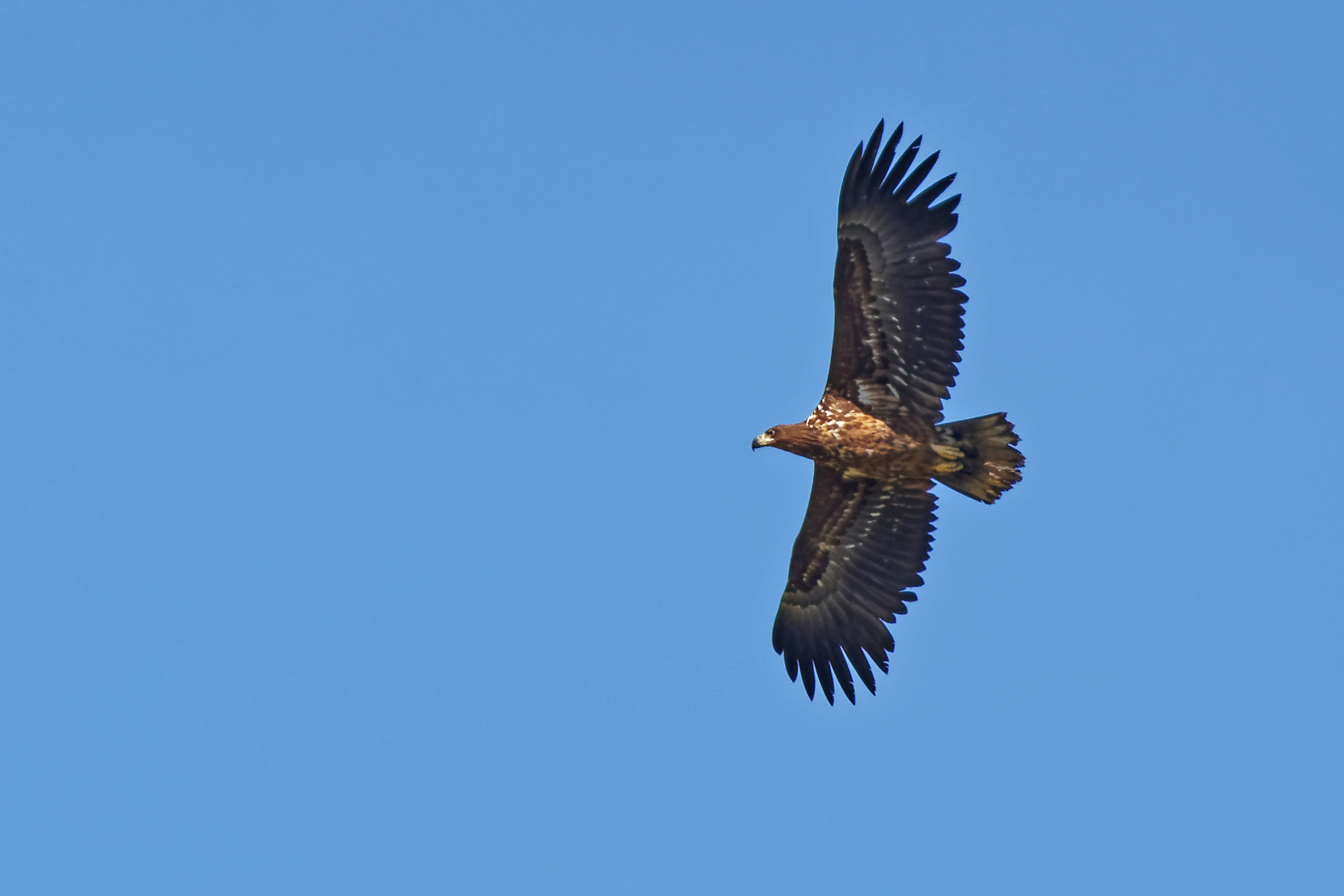 Seeadler 