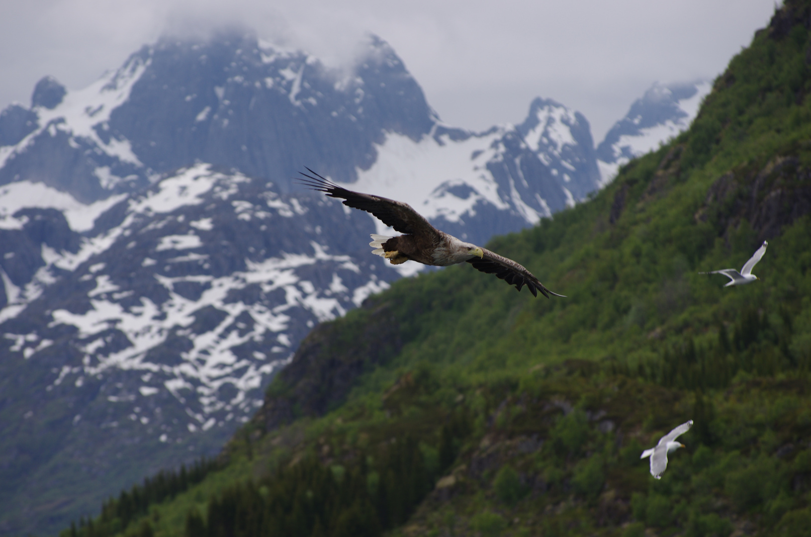 Seeadler