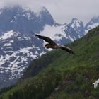 Seeadler