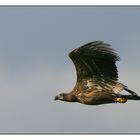 Seeadler...