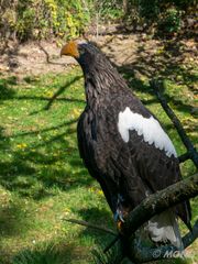 Seeadler