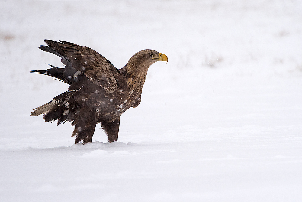 Seeadler 