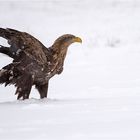 Seeadler 