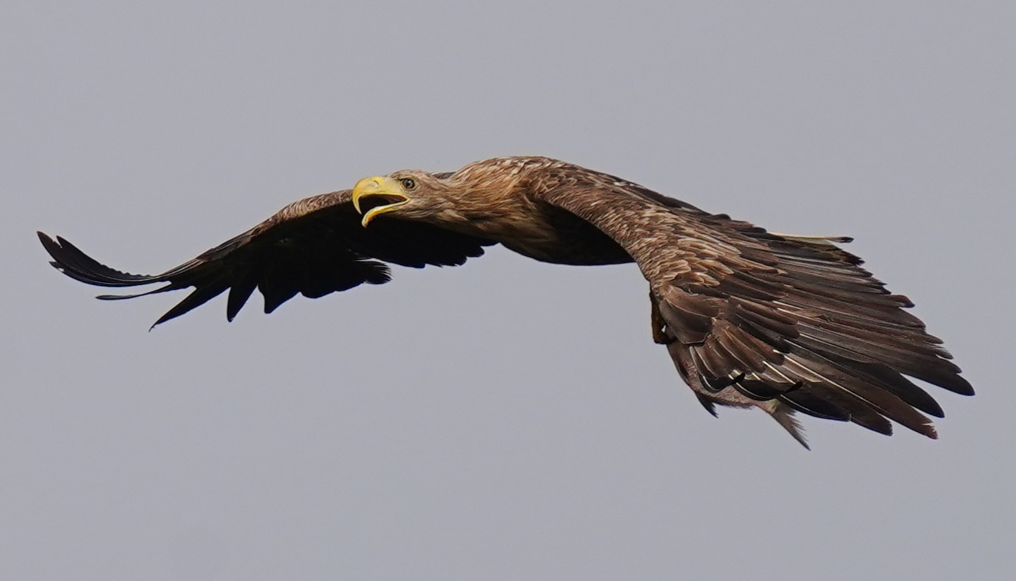 Seeadler 