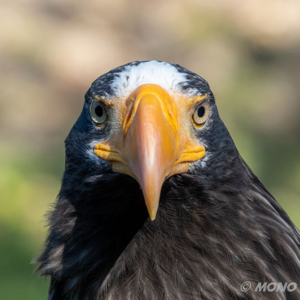 Seeadler