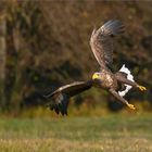 Seeadler