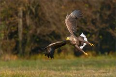 Seeadler