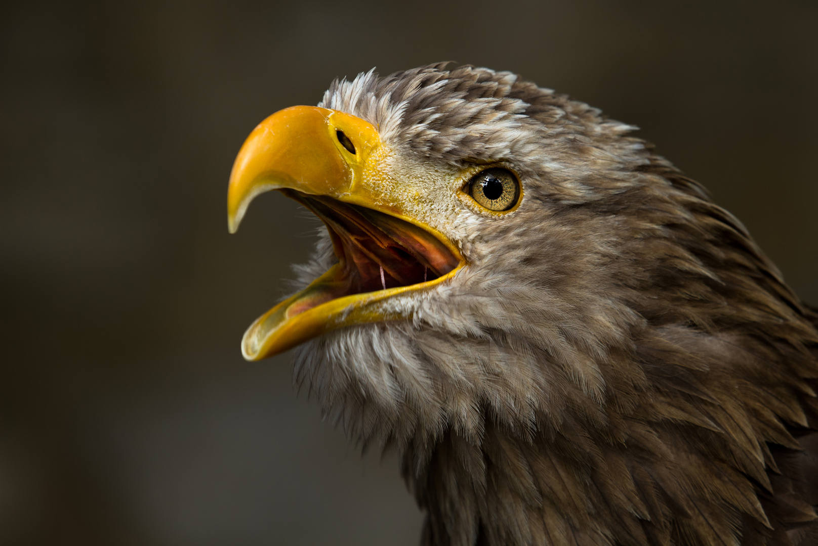 Seeadler