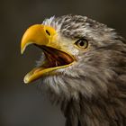 Seeadler