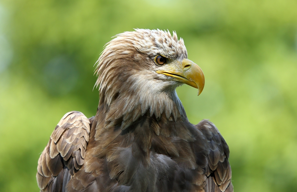 Seeadler