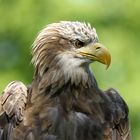 Seeadler