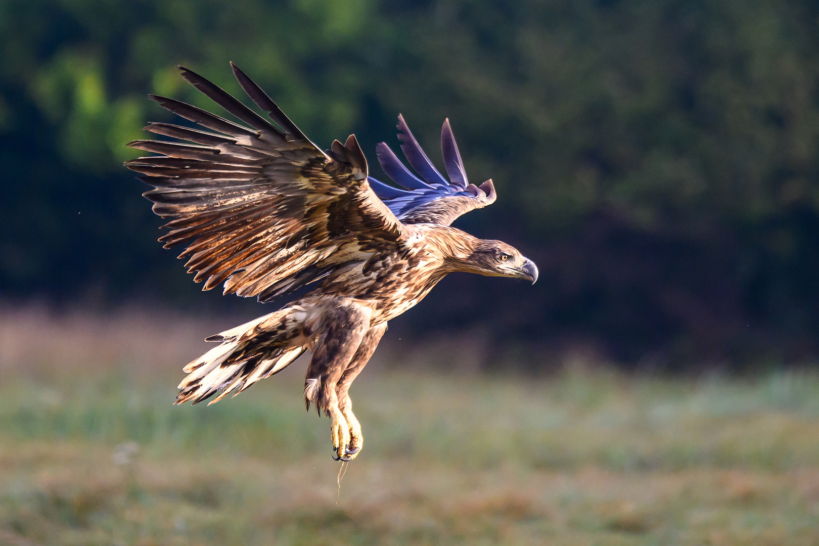 Seeadler