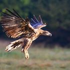 Seeadler