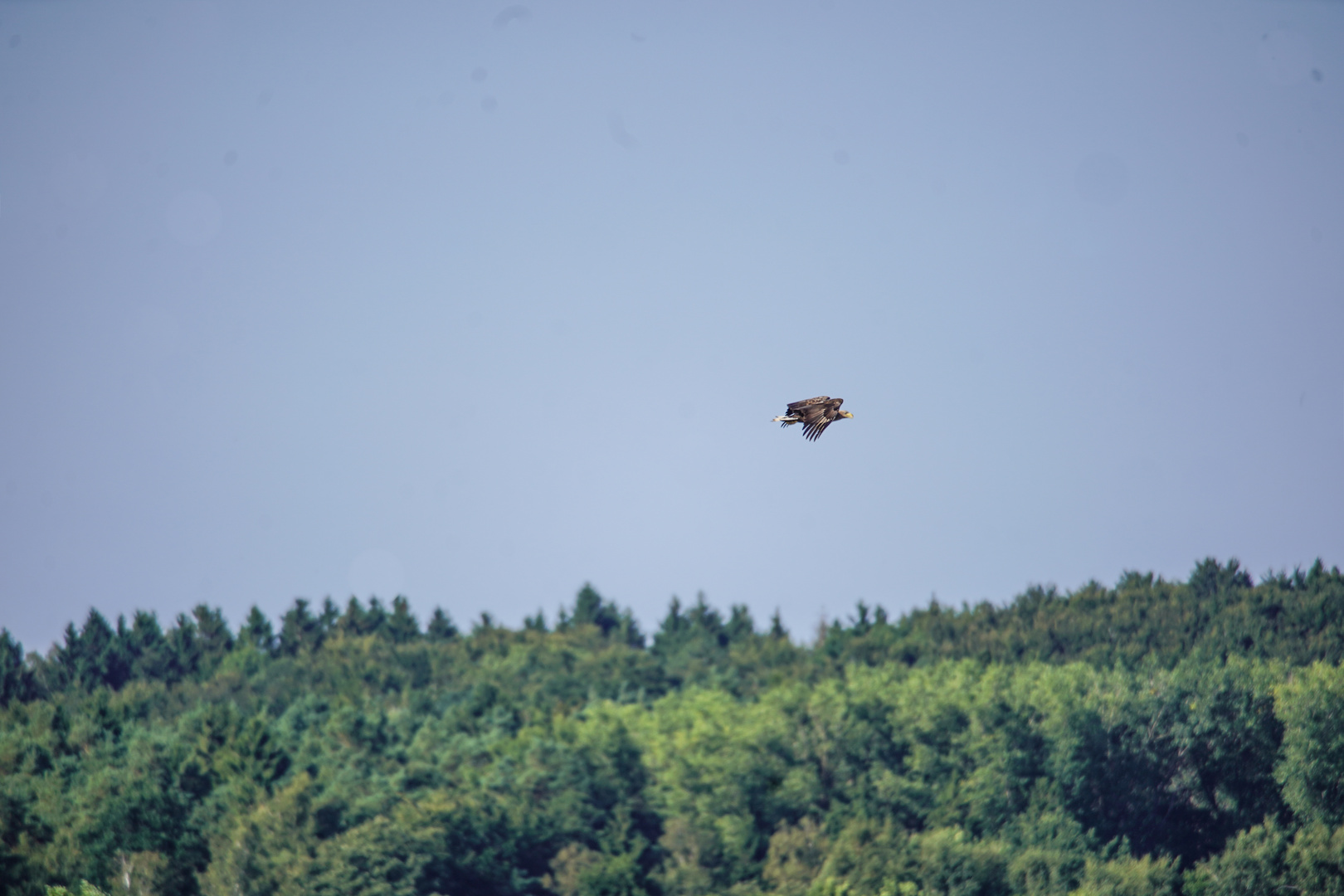 Seeadler