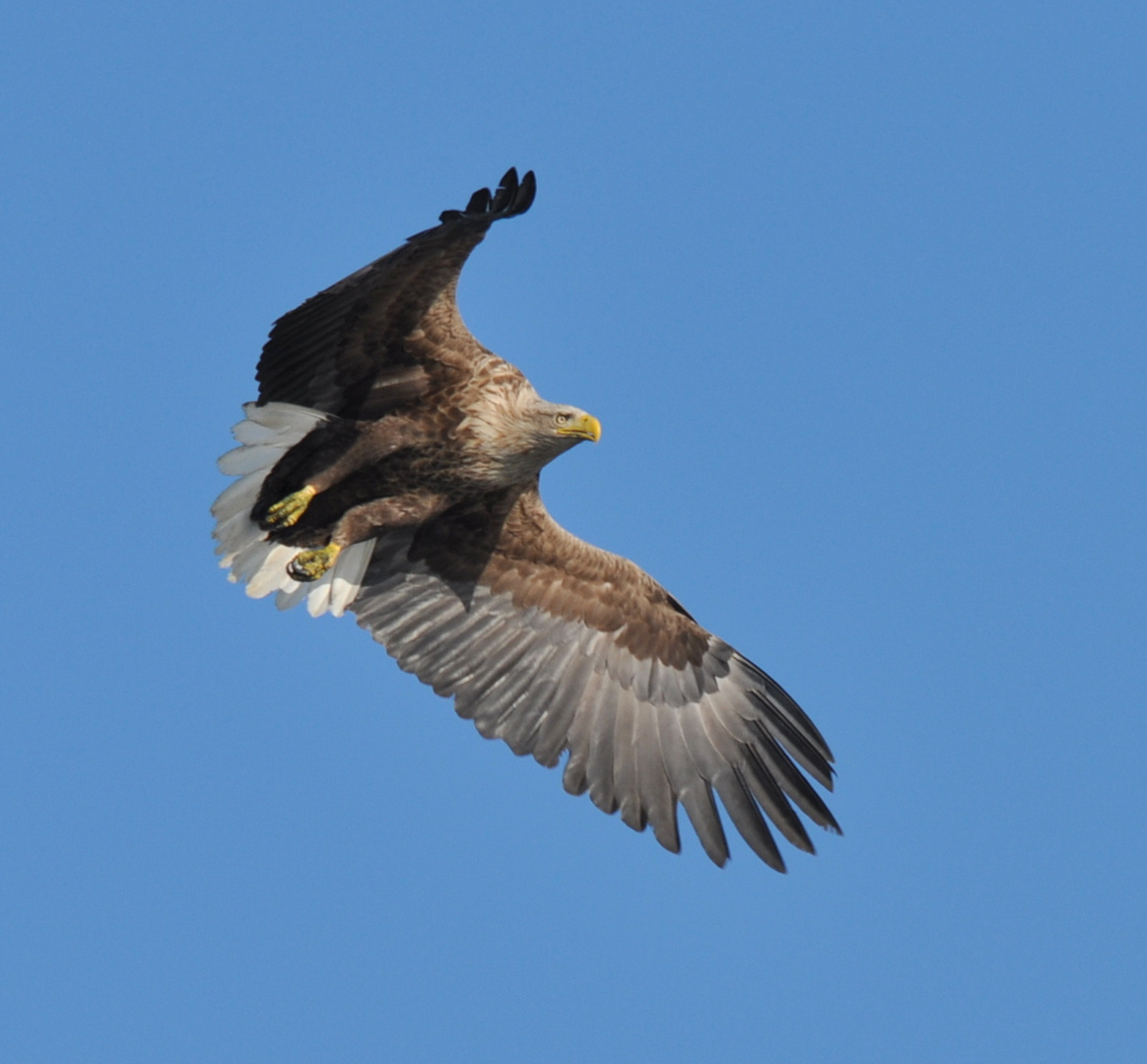 Seeadler