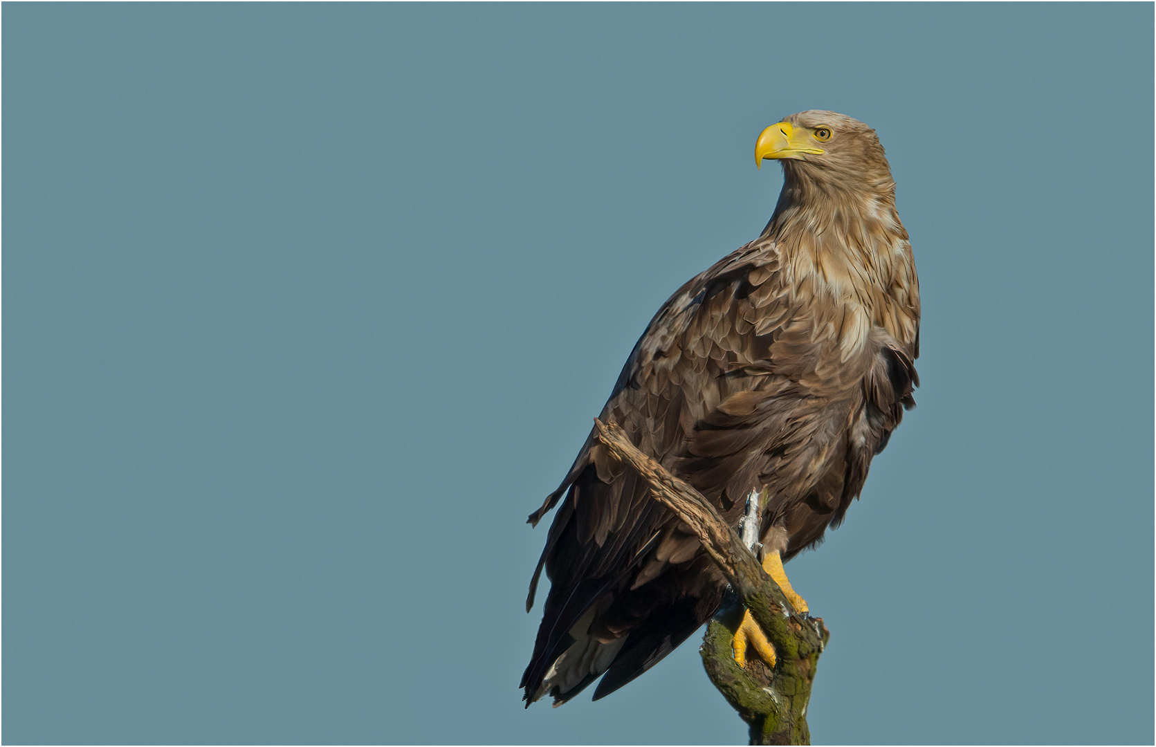 Seeadler