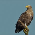 Seeadler