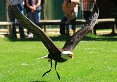 Seeadler