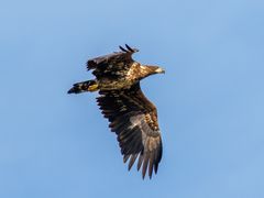 Seeadler