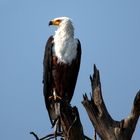 Seeadler