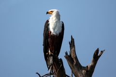 Seeadler