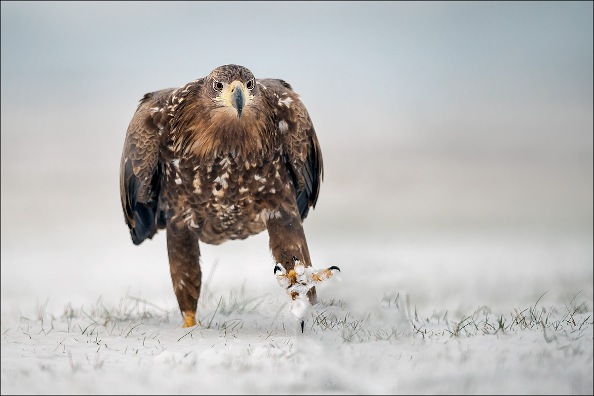 Seeadler