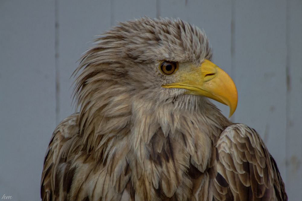 Seeadler