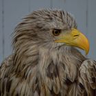 Seeadler