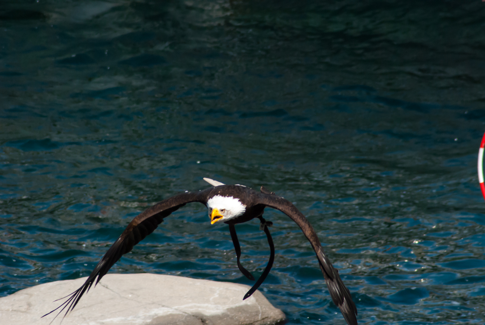 Seeadler 