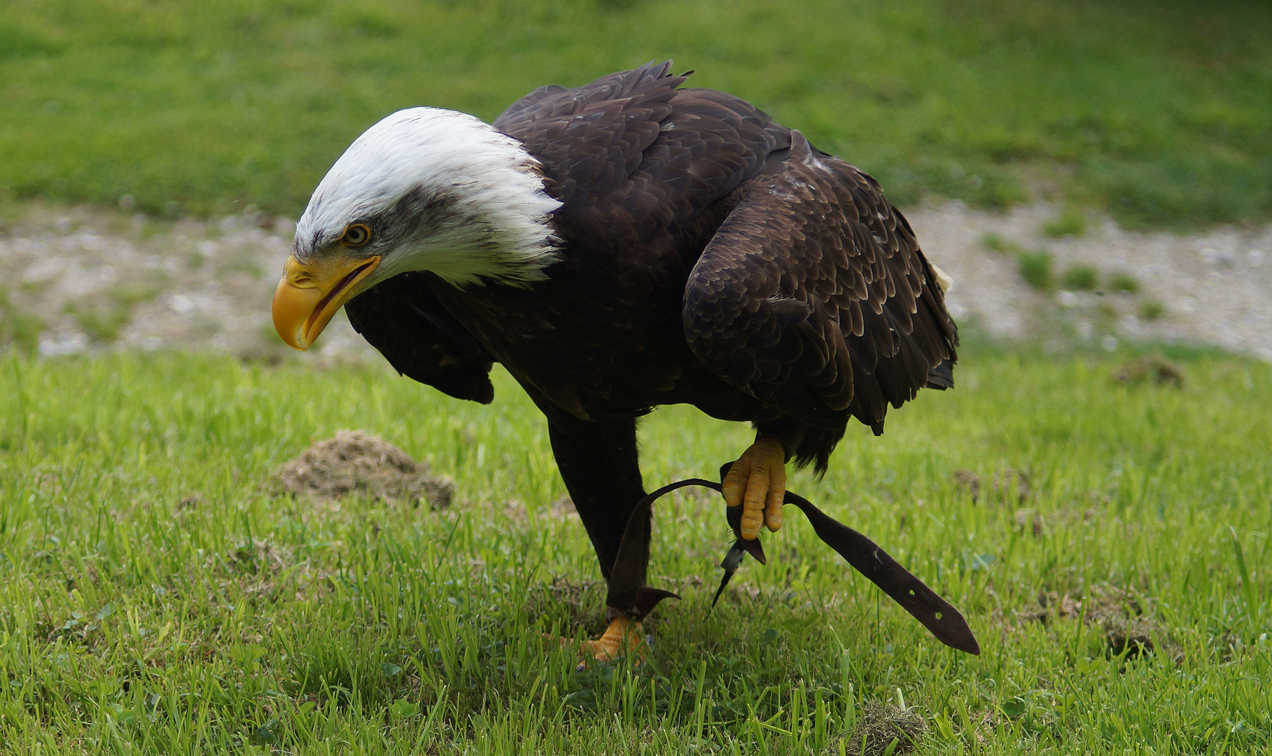 Seeadler