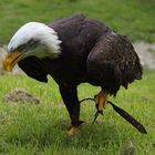 Seeadler