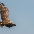 Seeadler 