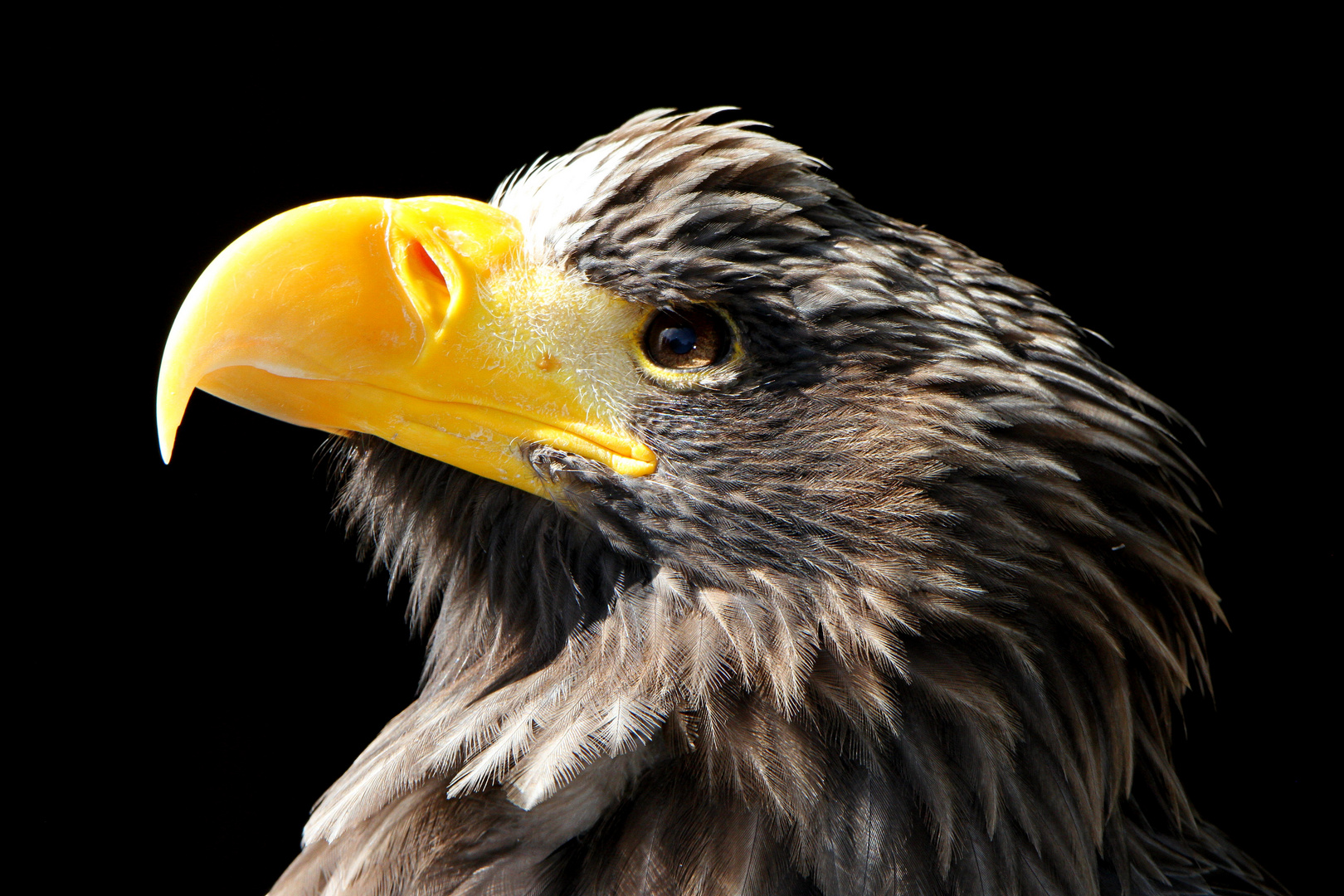 Seeadler