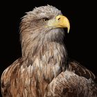  Seeadler