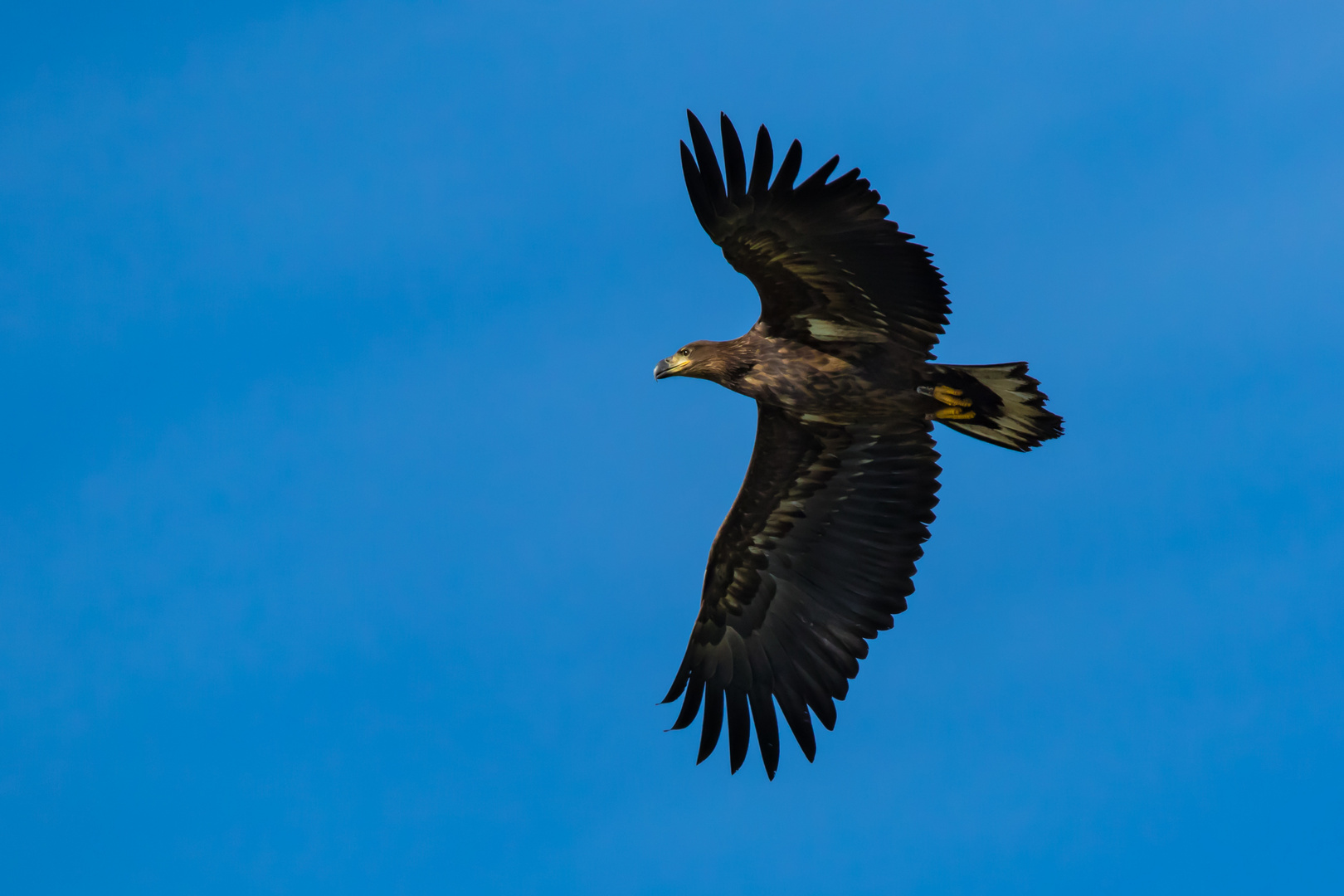 Seeadler