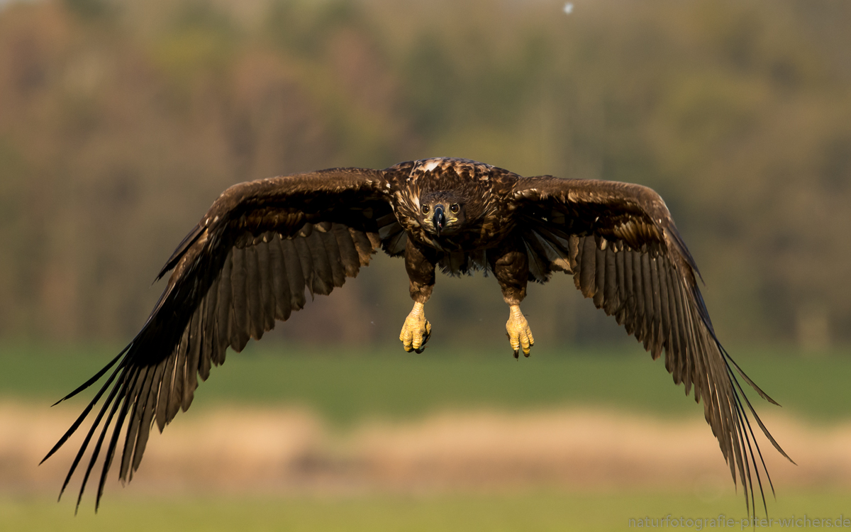 Seeadler...